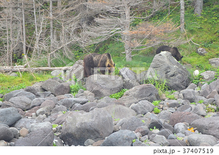 海岸で餌を探す「野生のヒグマ」（知床半島 西岸／北海道） 37407519