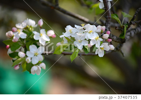 姫リンゴの花 姫リンゴの花 37407535