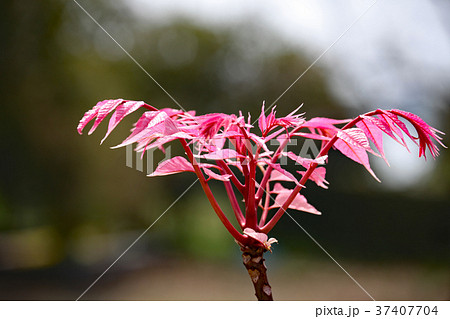 チャンチン 37407704