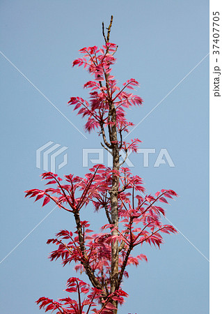 チャンチン 37407705