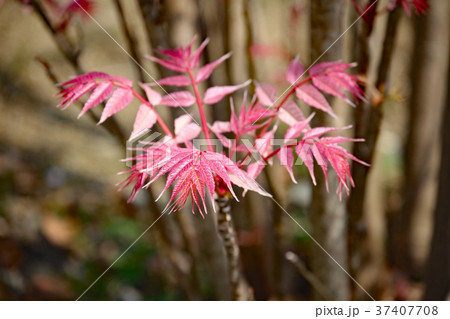 チャンチン 37407708