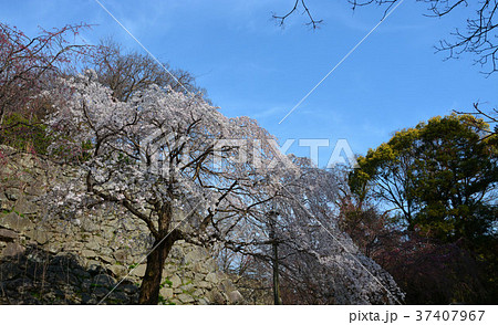 春の福岡城 福岡城跡 春の福岡城 福岡城跡 37407967