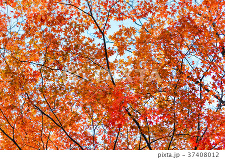 colorful maple leaves on the branch in the autumn 37408012