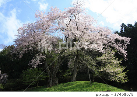 吉良のエドヒガン 吉良のエドヒガン 37408079