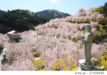 神山ゆうかの里 神山ゆうかの里 37408080