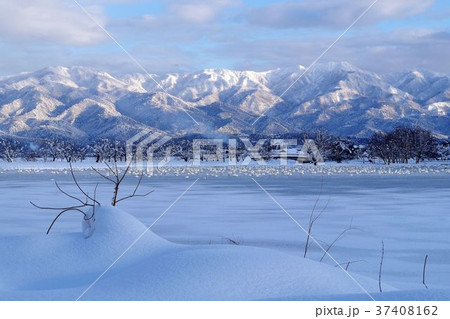 冬の阿賀野市・瓢湖 37408162