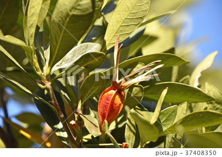 クチナシの実（1月） 37408350