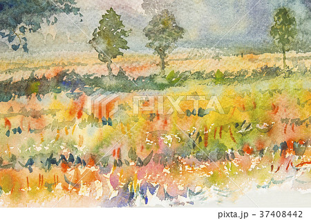 Watercolor landscape painting of rice field. Watercolor landscape painting of rice field. 37408442