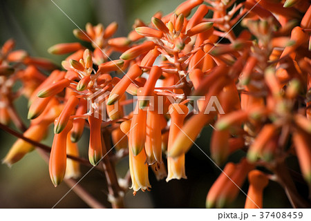 ジコウニシキ 37408459