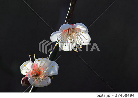 桃山 (ももやま、梅) その5。 Japanese apricot 桃山 (ももやま、梅) その5。 Japanese apricot 37408494