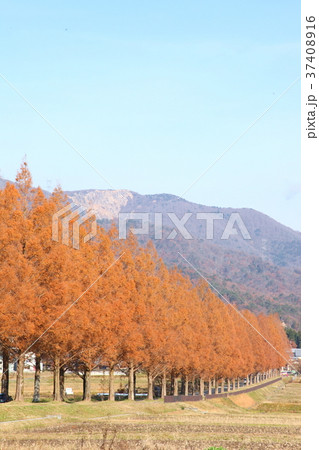 紅葉のマキノメタセコイヤ並木道 37408916