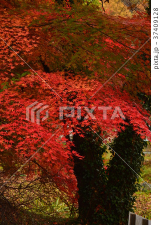 真っ赤なもみじ 37409128