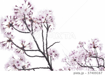 桜 桜 37409167