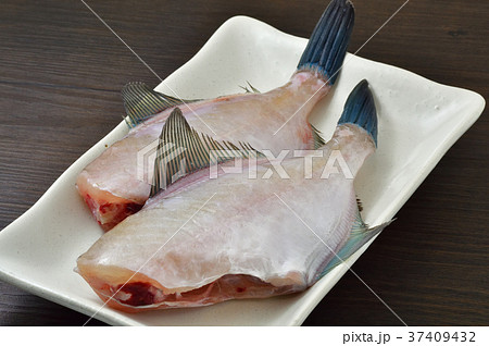 ウマヅラハギ ウマヅラハギ 37409432