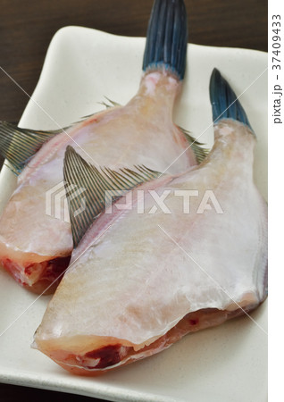 ウマヅラハギ 37409433