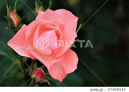 サーモンピンク色のバラの写真素材