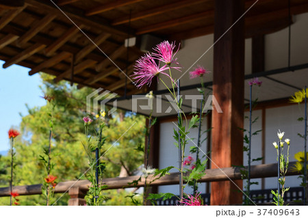 大覚寺 嵯峨菊展の写真素材