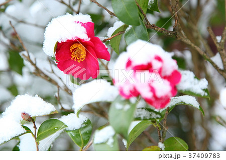 寂光院参道の雪の山茶花 寂光院参道の雪の山茶花 37409783