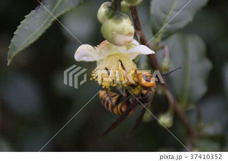 茶花とスズメバチ 花粉を集めるスズメバチ 危険なスズメバチ の写真素材