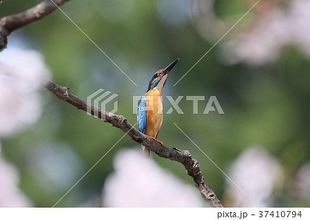 カワセミさくら 37410794