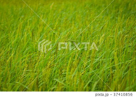 Green rice field in Thailand Pregnant It will soon Green rice field in Thailand Pregnant It will soon 37410856