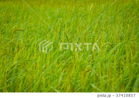 Green rice field in Thailand Pregnant It will soon 37410857