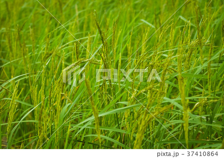 Green rice field in Thailand Pregnant It will soon 37410864