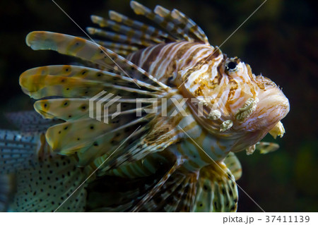 Lion Fish Lion Fish 37411139