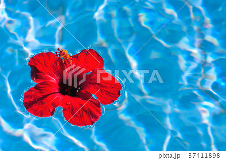 Floating hibiscus 37411898