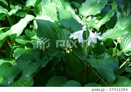 大葉擬宝珠 オオバギボウシ 花言葉は 沈静 の写真素材