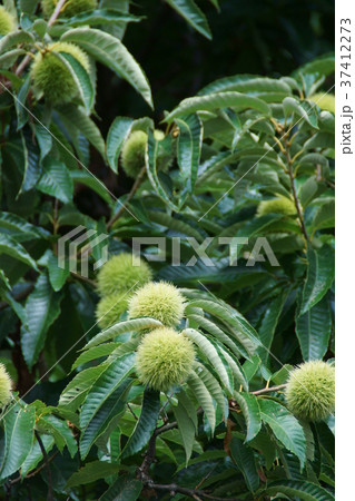 夏の栗の実 37412273