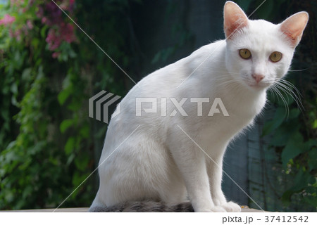 white cat sitting on wood table 37412542