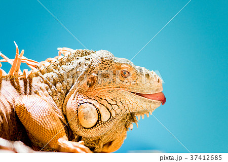 イグアナの舌 37412685
