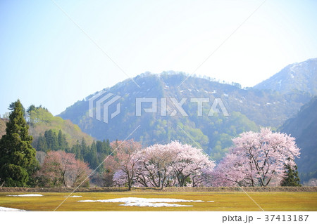 旧小玉川小中学校の桜 37413187