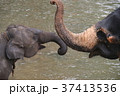 スリランカのピンナワラのゾウの孤児園 37413536