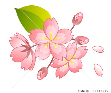 桜 桜 37413545
