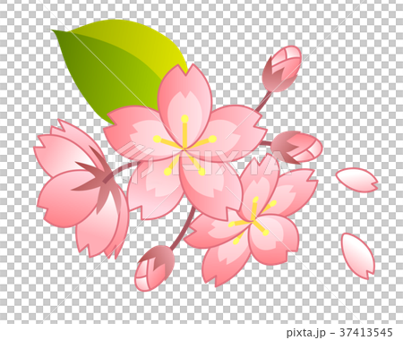 桜 桜 37413545
