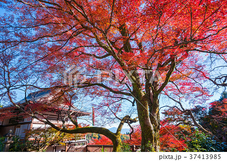 京都 大悲閣千光寺の紅葉 京都 大悲閣千光寺の紅葉 37413985