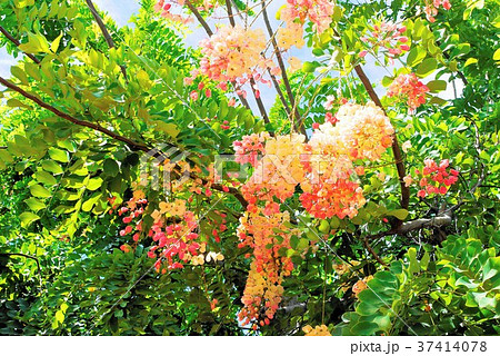 シャワーツリー shower tree シャワーツリー shower tree 37414078