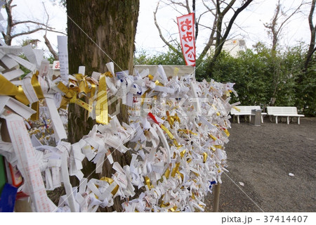 熊本市の北岡神社のおみくじを結ぶ場所 熊本市の北岡神社のおみくじを結ぶ場所 37414407