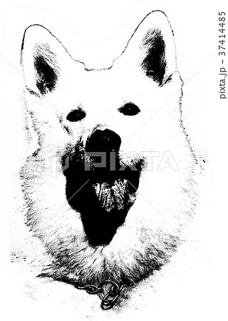 犬 狗 わんこ 37414485