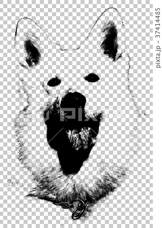 犬 狗 わんこ 37414485