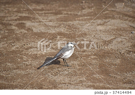 ハクセキレイ(白鶺鴒) ハクセキレイ(白鶺鴒) 37414494