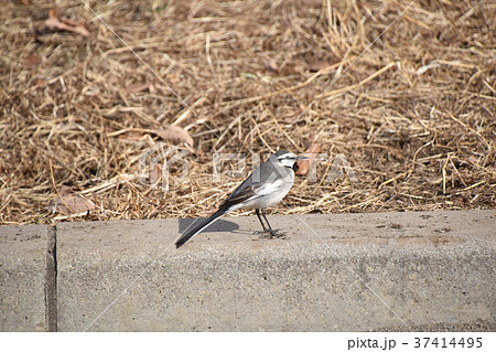 ハクセキレイ（白鶺鴒） 37414495