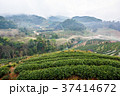 Tea plantation view at morning. 37414672