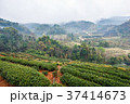 Tea plantation view at morning. 37414673