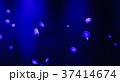 Moon jellyfish swimming in water. 37414674
