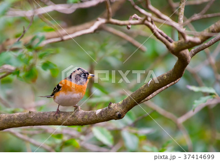 野鳥アトリ 37414699