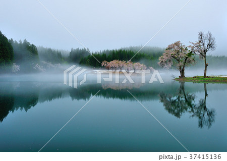 桜と残雪 37415136