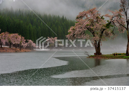 中子の桜 37415137